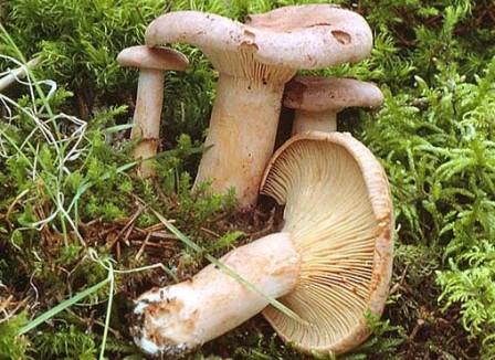   Lactarius camphoratus 